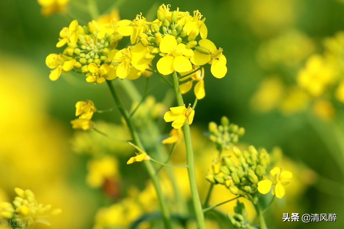 看油菜花的心情说说