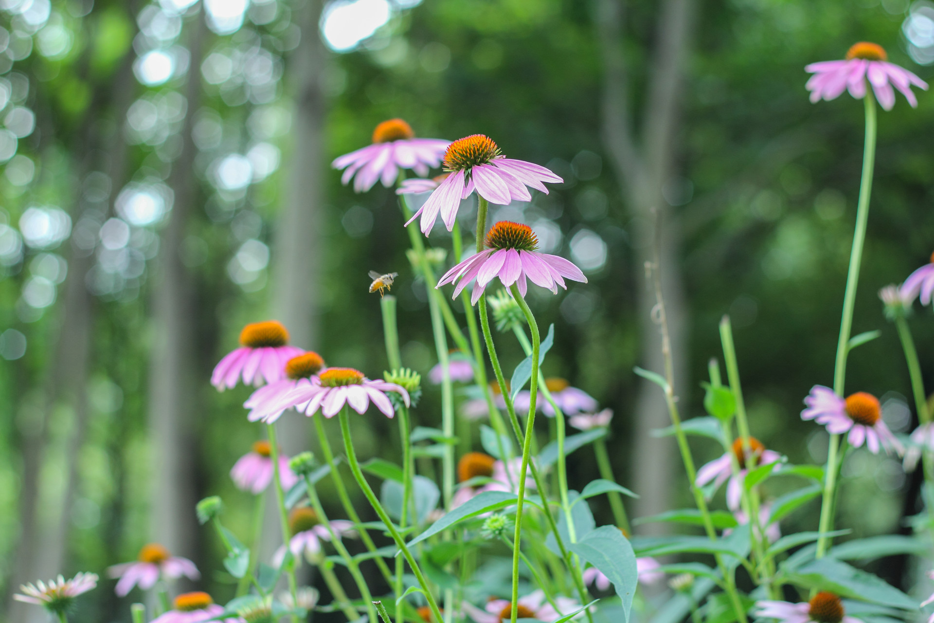 40句爱情诗词，说不尽的相思