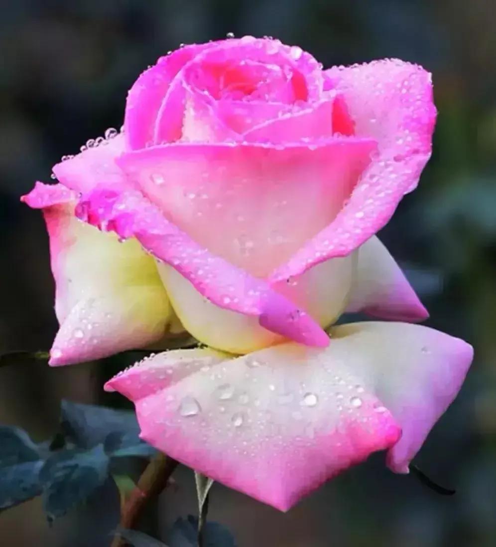 写一封情书，给我深爱的你，我爱你，我想你，好想好想