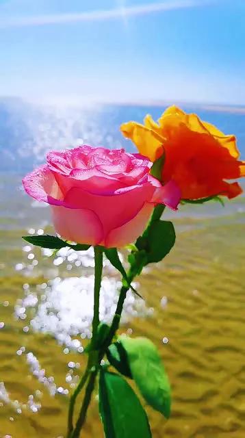 写一封情书，给我深爱的你，我爱你，我想你，好想好想