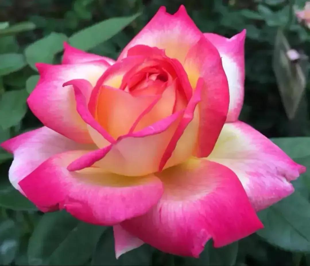 写一封情书，给我深爱的你，我爱你，我想你，好想好想