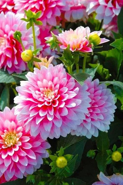 写一封情书，给我深爱的你，我爱你，我想你，好想好想