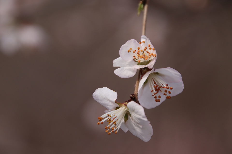 关于桃花的美好治愈系文案