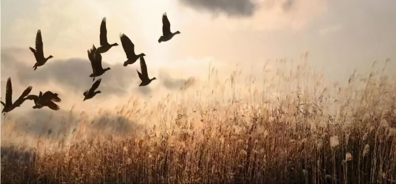 离离原上草一岁一枯荣（诗句出处和全诗赏析）