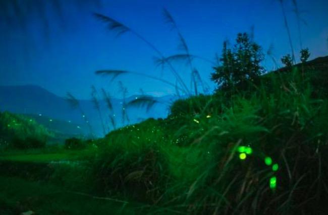 中夜起望西园值月上（原文 及赏析）