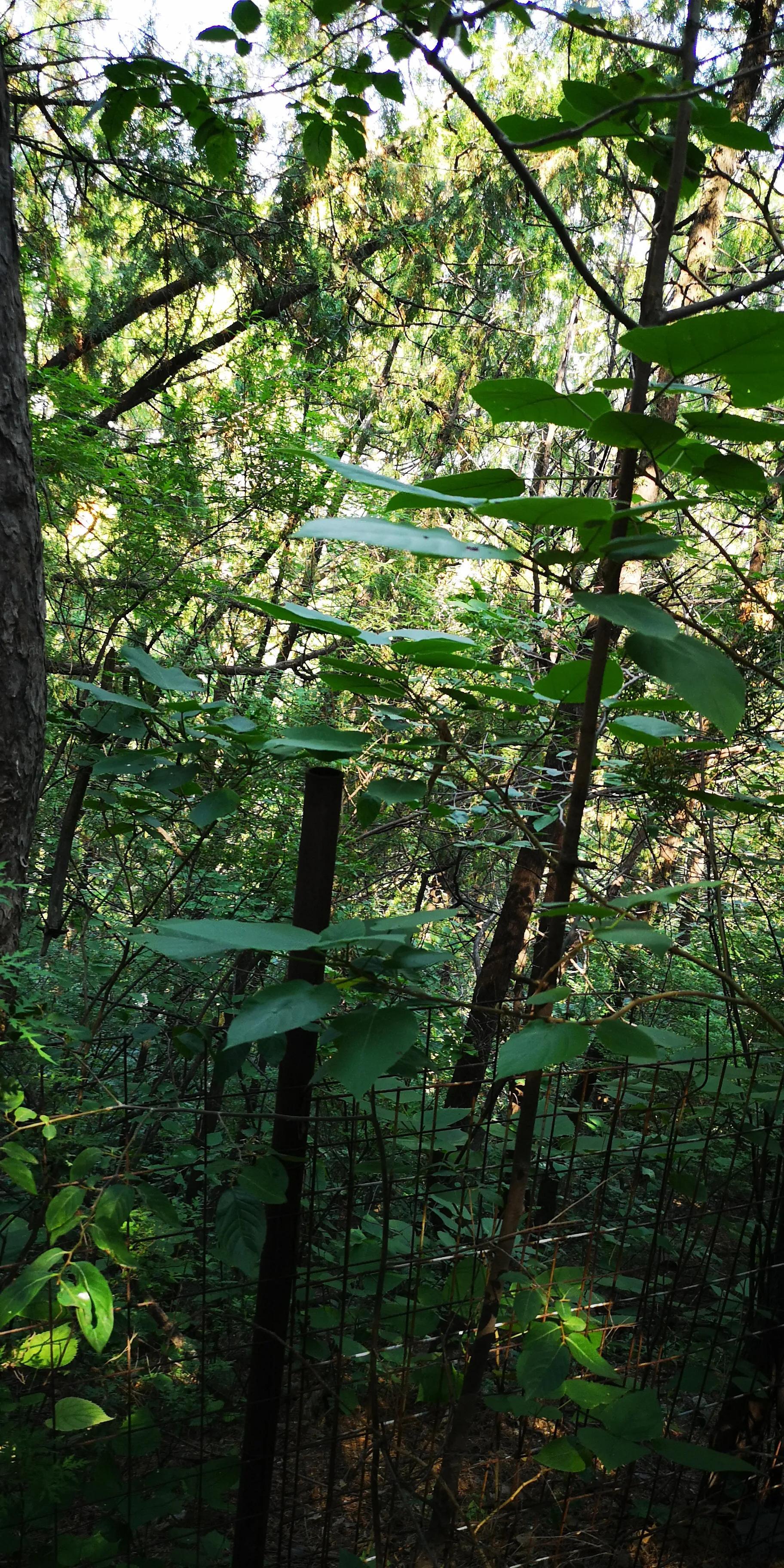 空山新雨后（诗句出处和全诗赏析）