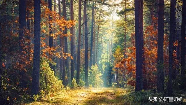 远上寒山石径斜（诗句出处和全诗赏析）