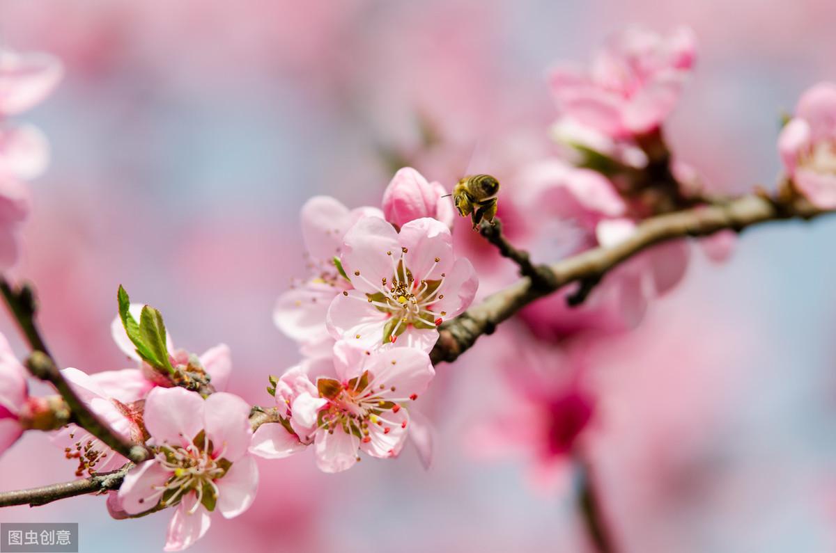 春来遍是桃花水（诗句出处和全诗赏析）