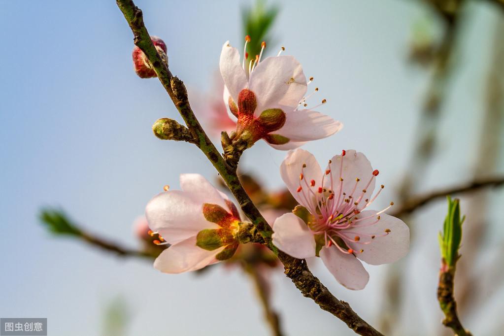 春来遍是桃花水（诗句出处和全诗赏析）