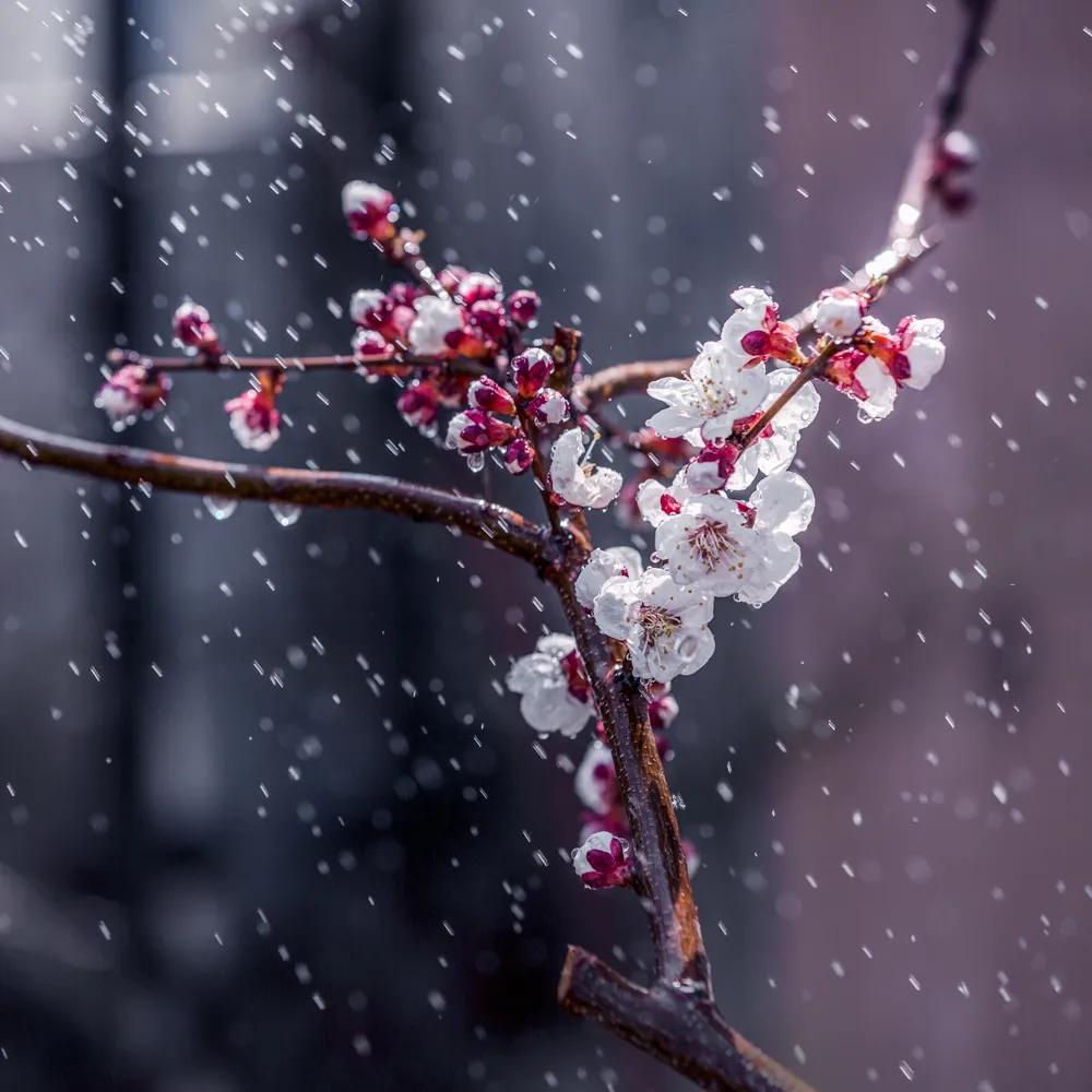 临安春雨初霁（原文 及赏析）