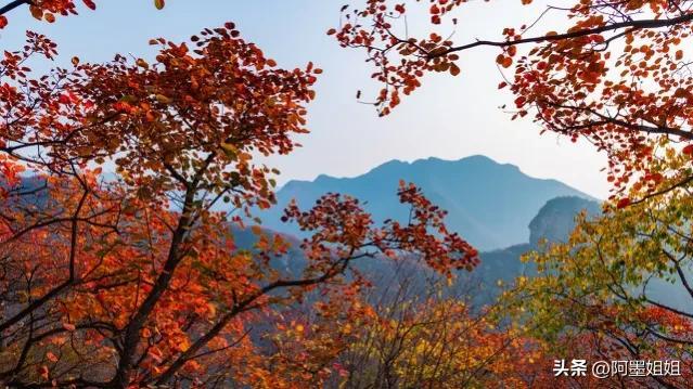 远上寒山石径斜（诗句出处和全诗赏析）