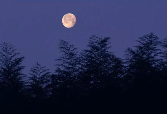 中夜起望西园值月上（原文 及赏析）