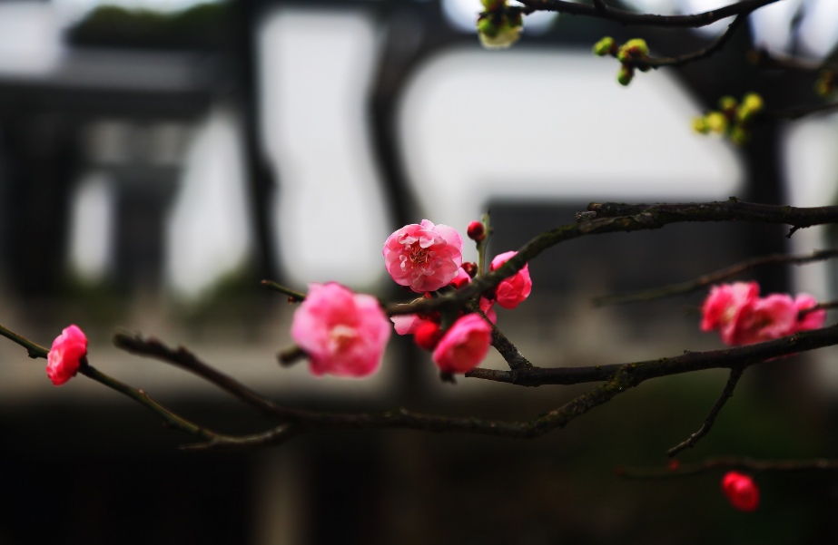 写梅花的诗句（十首梅花诗词，欣赏诗中的花中之魁）