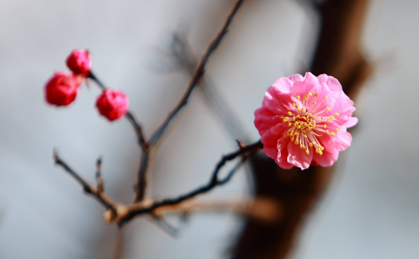 写梅花的诗句（十首梅花诗词，欣赏诗中的花中之魁）