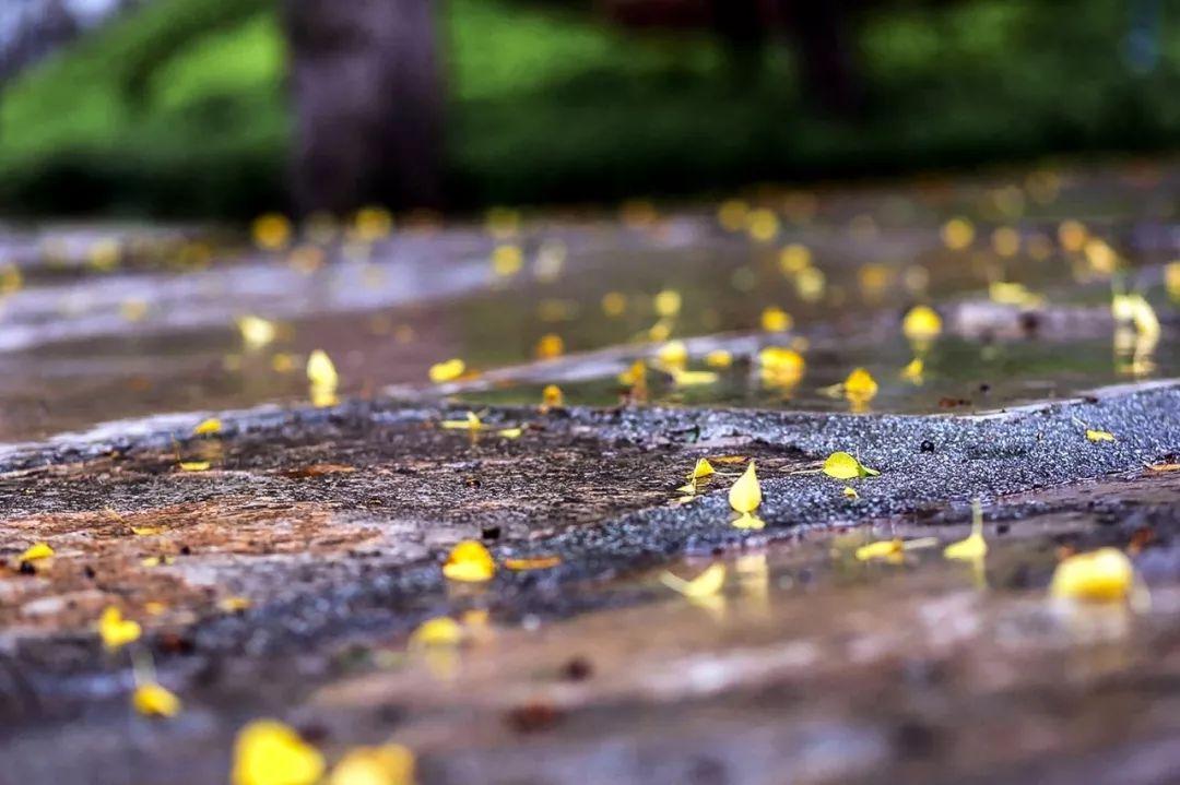 关于秋雨的诗句（35句诗词，带你看尽秋雨之美）