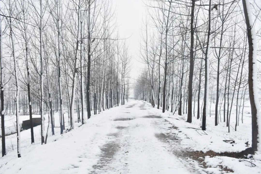 形容雪的诗句（36首冬雪诗词，带你感受冬日的雪）