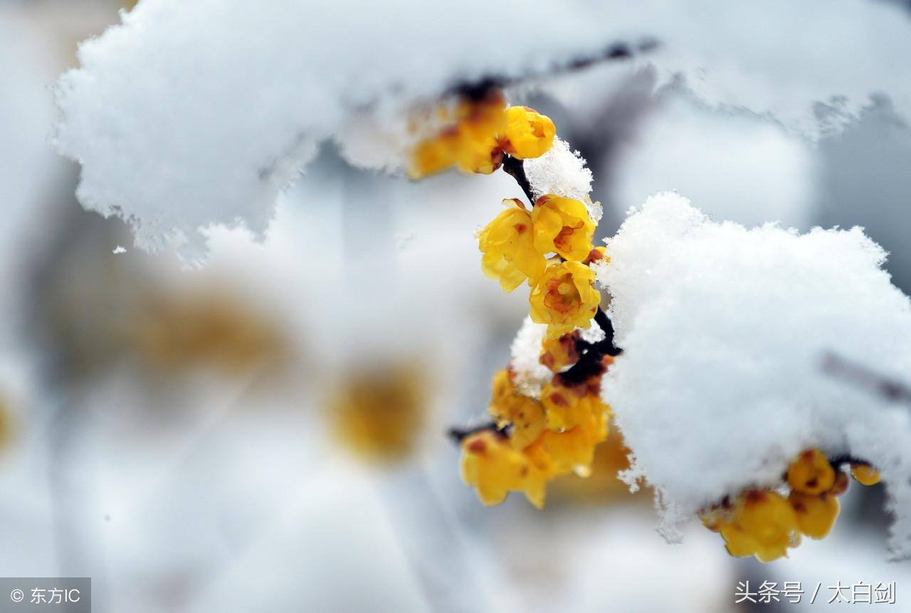 关于雪的古诗（十首写雪的诗词，诗词中的雪很美）