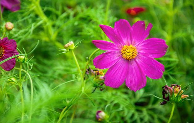 幸福的句子21句，你最像春天