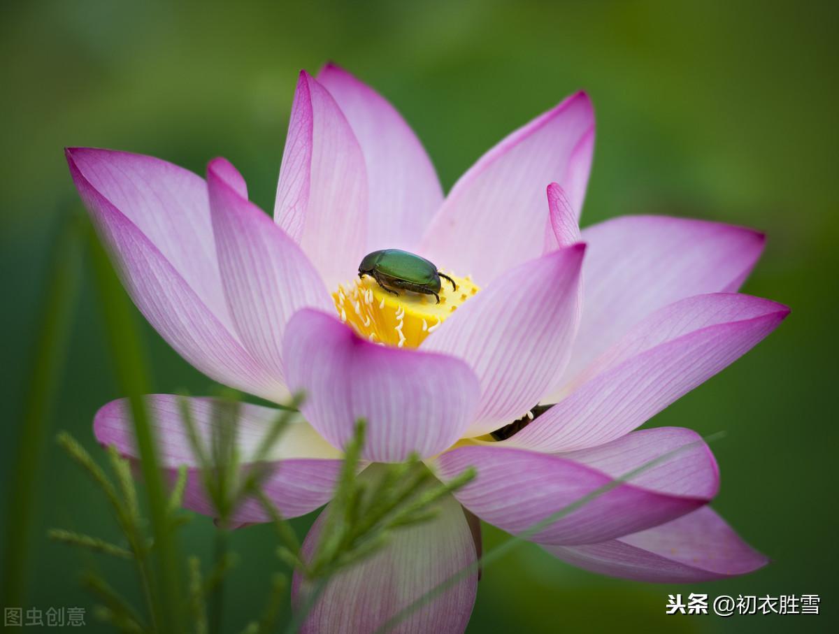 关于莲花的诗句（十首莲花古诗，赏读莲花诗里的深情）