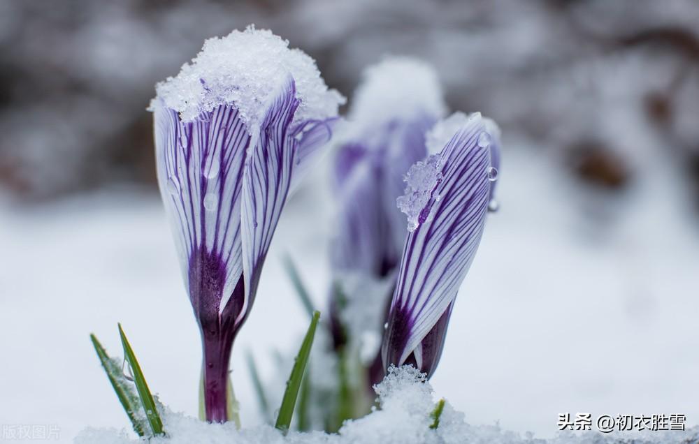 冬雨的诗句（冬雨美诗六首，冬天窗外雨绵绵）