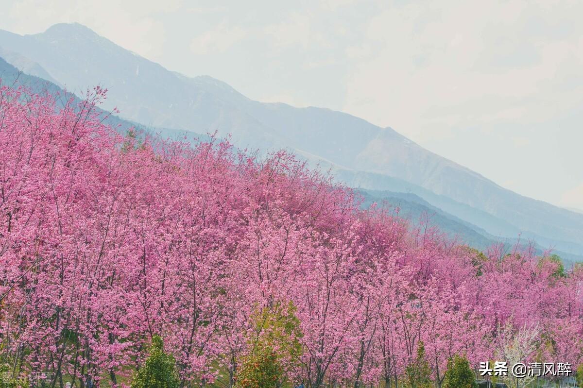 描写樱花的句子15句，樱花烂漫时的美丽说说