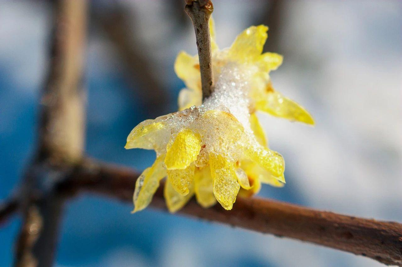 雪花的诗句（36首冬雪诗词，不自觉地赞美雪）