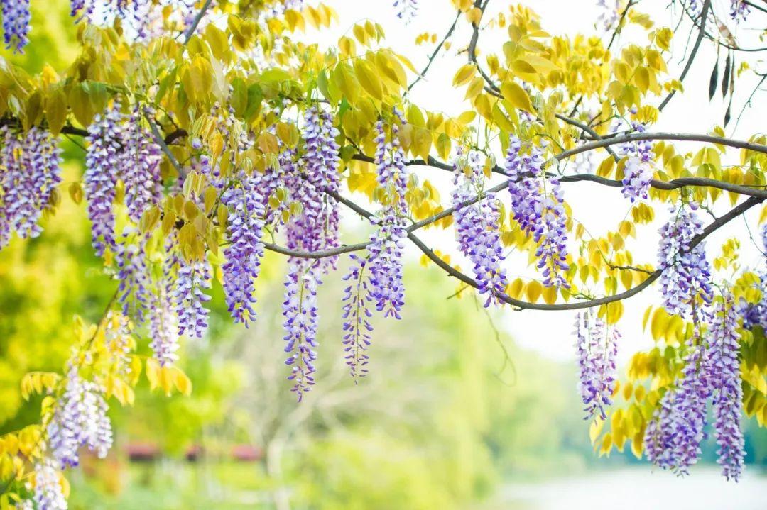 描写春天的诗句（10首最美的春日诗词，唯美了整个春天）