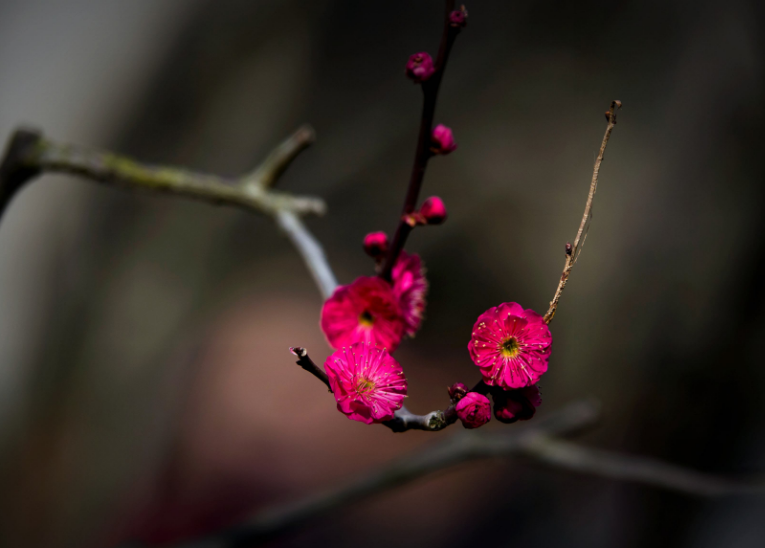 关于梅花的诗句（十首红梅的诗词，梅花朵朵放光彩）