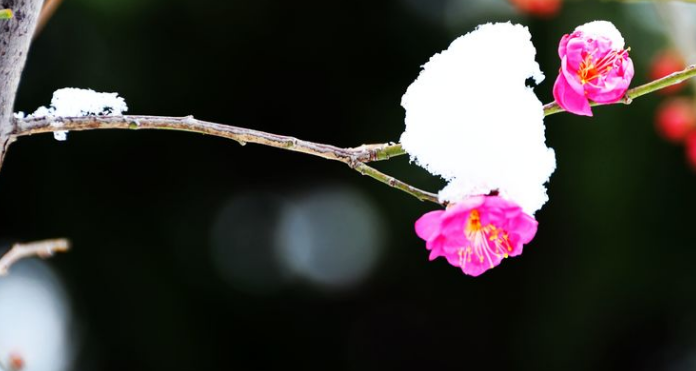 关于梅花的诗句（十首红梅的诗词，梅花朵朵放光彩）