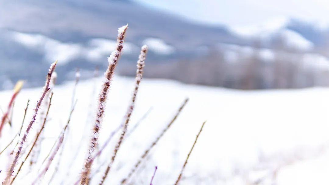 形容雪的诗句（36首冬雪诗词，带你感受冬日的雪）