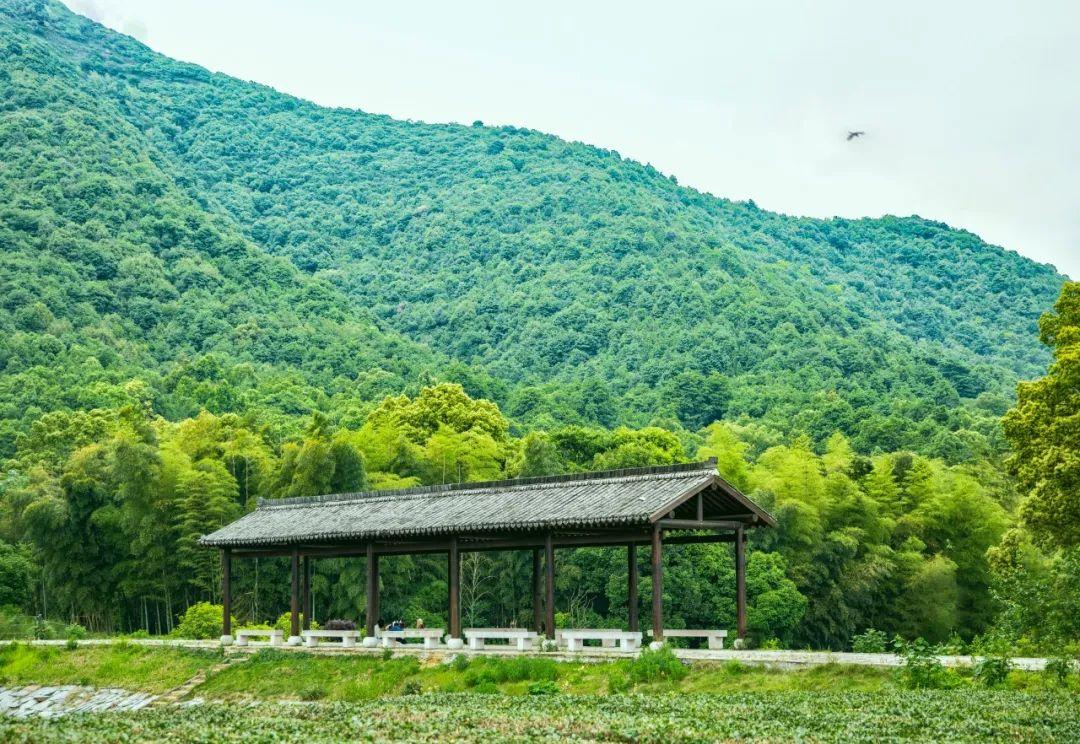 有关夏天的古诗（读这五首诗词，一定会爱上夏天）