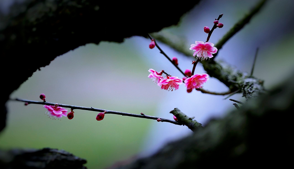 写梅花的诗句（十首梅花诗词，欣赏诗中的花中之魁）