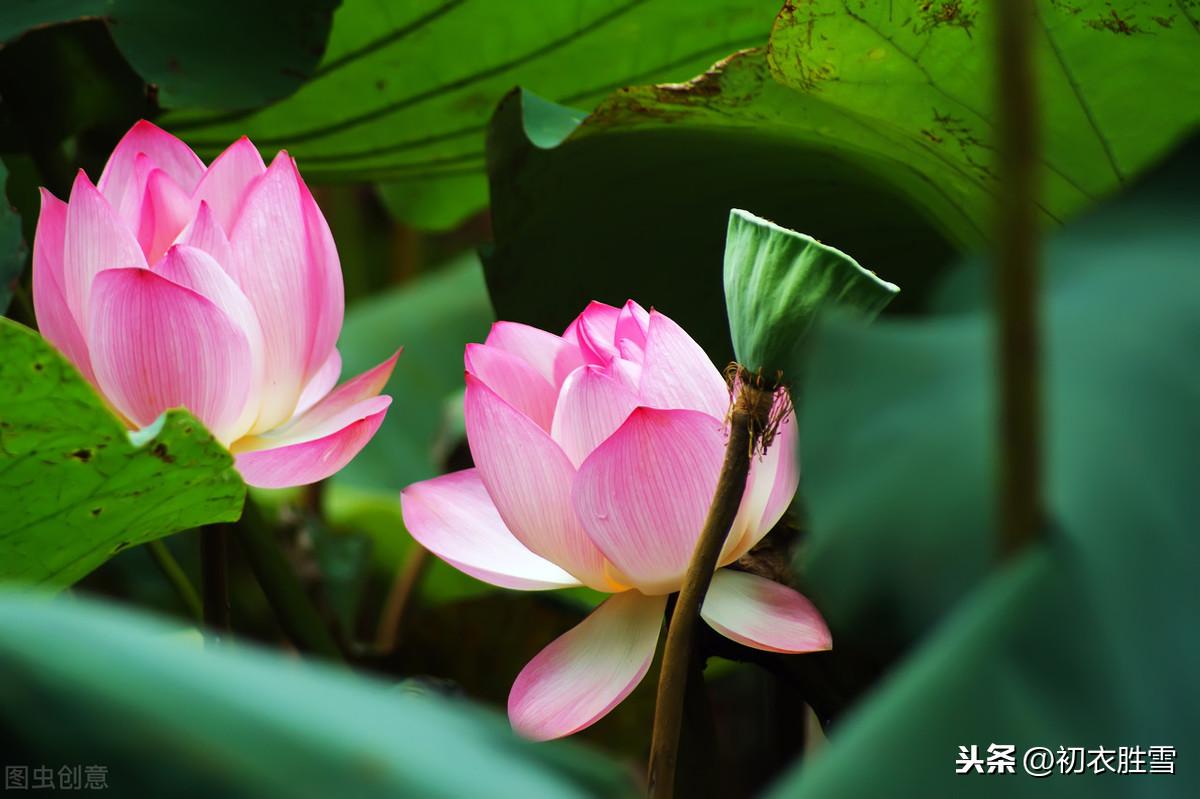 关于莲花的诗句（十首莲花古诗，赏读莲花诗里的深情）