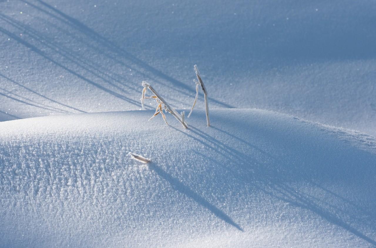 咏雪的古诗文（16首经典咏雪诗词，冬如画，雪如诗）