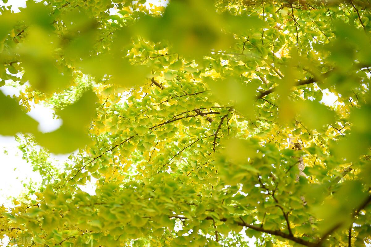 描写心情好的句子20句，心态阳光，简洁干净