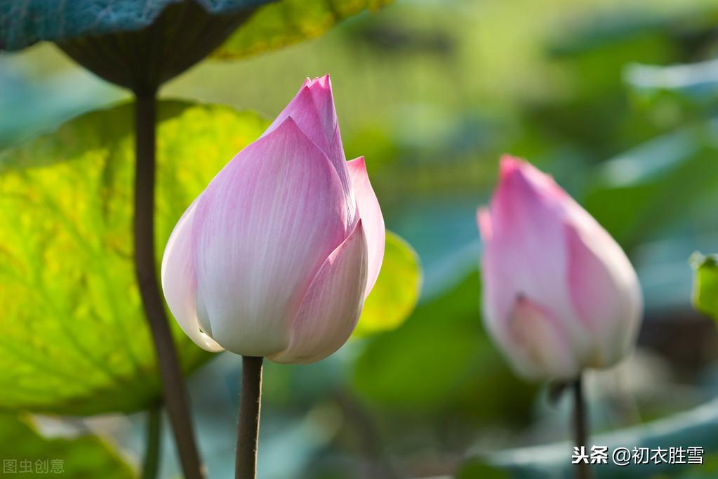 关于莲花的诗句（十首莲花古诗，赏读莲花诗里的深情）