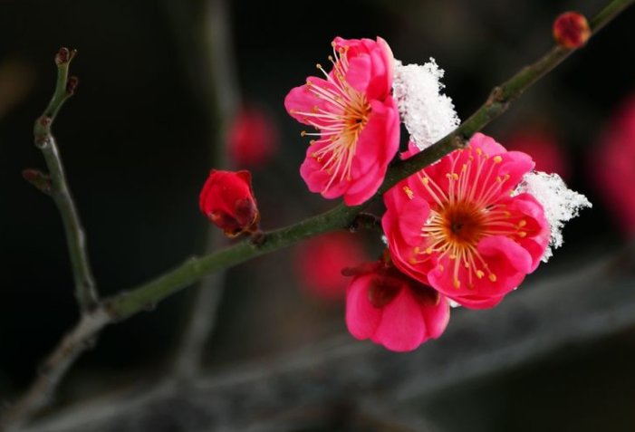 关于梅花的诗句（十首红梅的诗词，梅花朵朵放光彩）