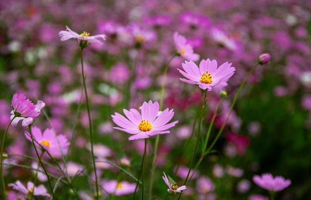 幸福的句子21句，你最像春天