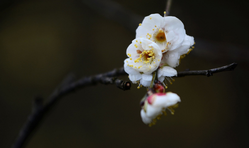 写梅花的诗句（十首梅花诗词，欣赏诗中的花中之魁）