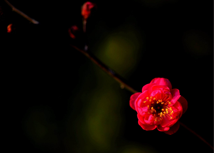 关于梅花的诗句（十首红梅的诗词，梅花朵朵放光彩）