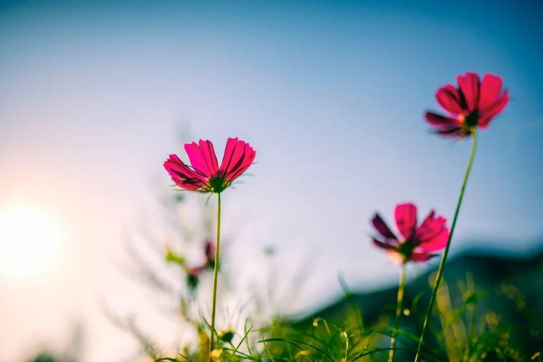 描写春天的诗句（10首最美的春日诗词，唯美了整个春天）