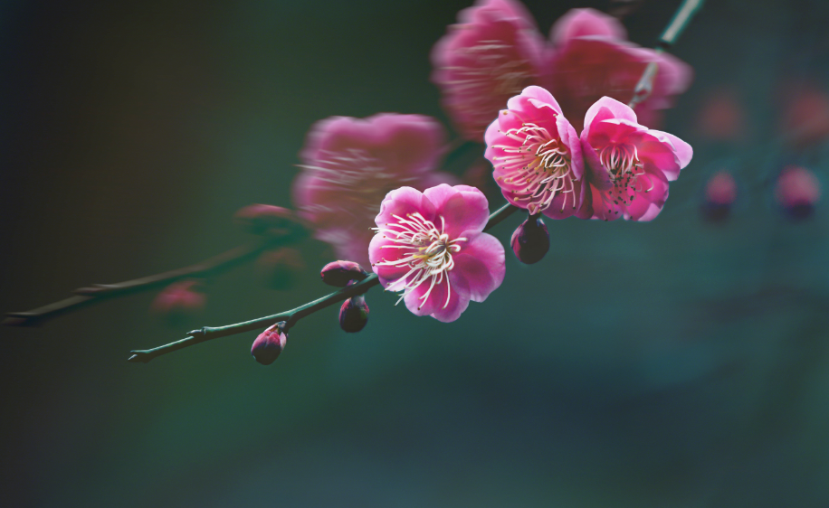 写梅花的诗句（十首梅花诗词，欣赏诗中的花中之魁）