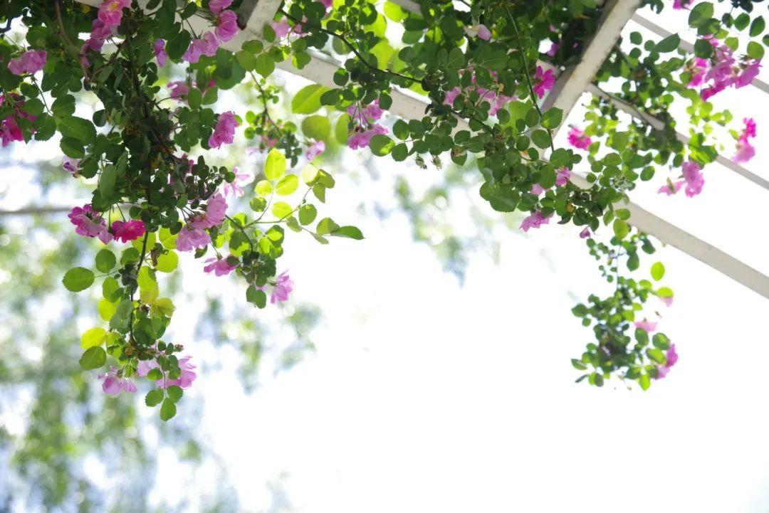 描写春天的诗句（10首最美的春日诗词，唯美了整个春天）