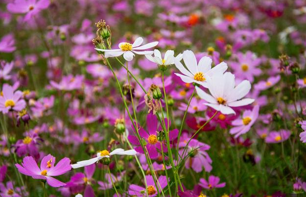 幸福的句子21句，你最像春天