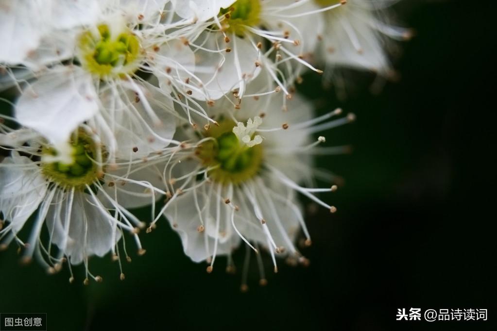 早梅（原文 及赏析）