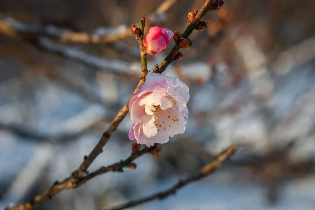 雪花的诗句（36首冬雪诗词，不自觉地赞美雪）