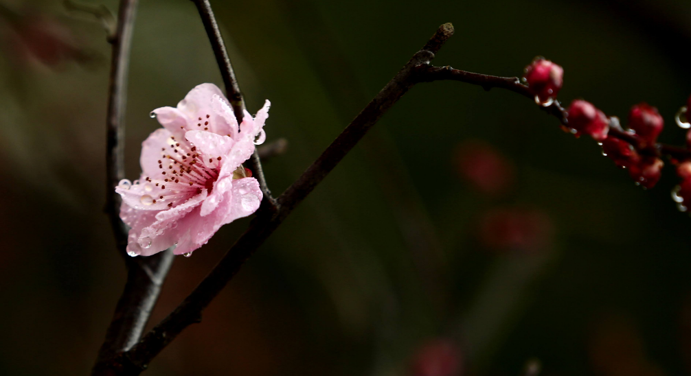 写梅花的诗句（十首梅花诗词，欣赏诗中的花中之魁）