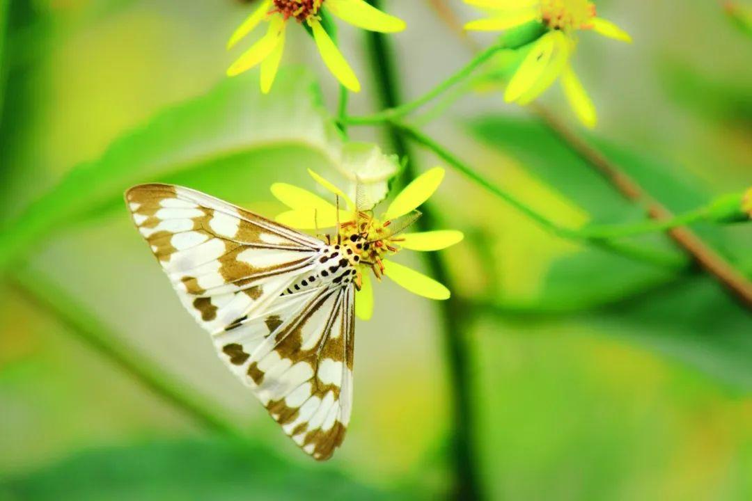 描写春天的诗句（10首最美的春日诗词，唯美了整个春天）