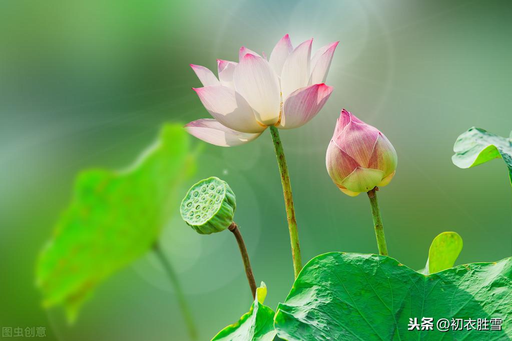 关于莲花的诗句（十首莲花古诗，赏读莲花诗里的深情）