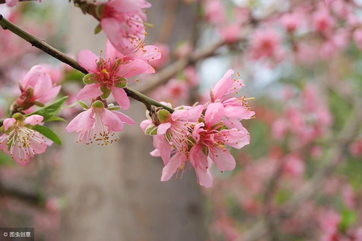 描写春花的诗句（60句古诗词，赏尽春花之美）